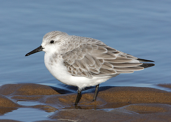 Sanderling Calidris alba