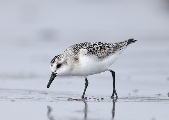 Sanderling Calidris alba