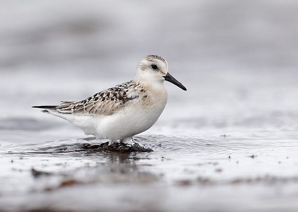 Sanderling Calidris alba