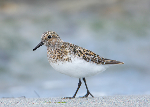 Sanderling Calidris alba