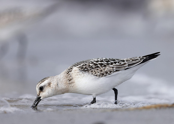 Sanderling Calidris alba