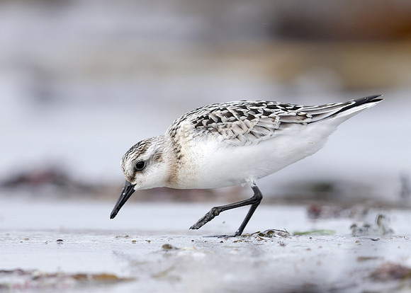 Sanderling Calidris alba