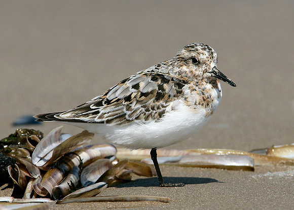 Sanderling Calidris alba