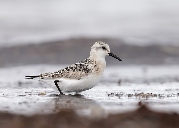 Sanderling Calidris alba
