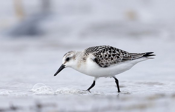 Sanderling Calidris alba