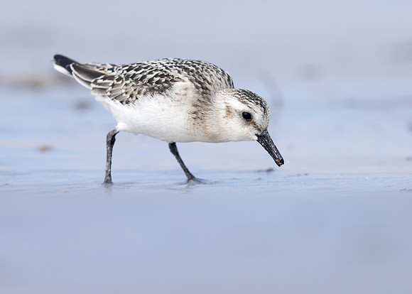 Sanderling Calidris alba