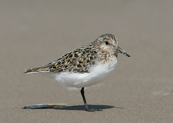 Sanderling Calidris alba