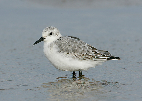 Sanderling Calidris alba