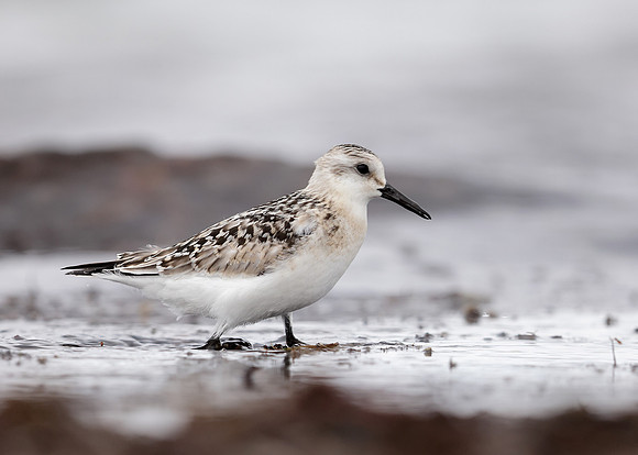 Sanderling Calidris alba