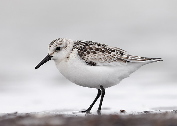 Sanderling Calidris alba