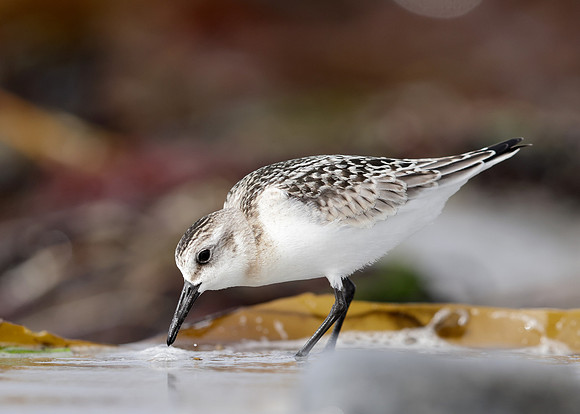 Sanderling Calidris alba