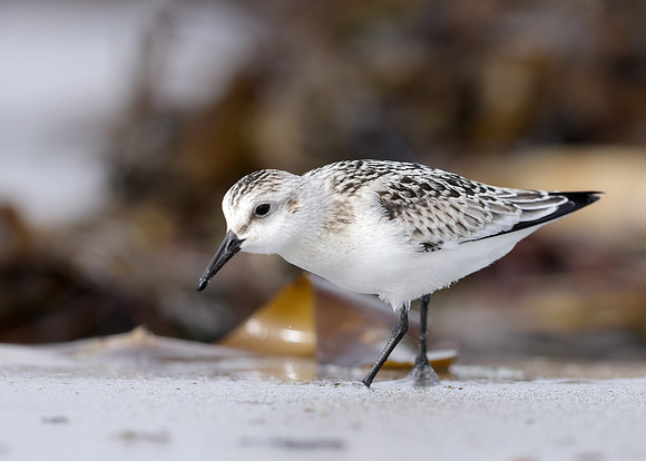 Sanderling Calidris alba