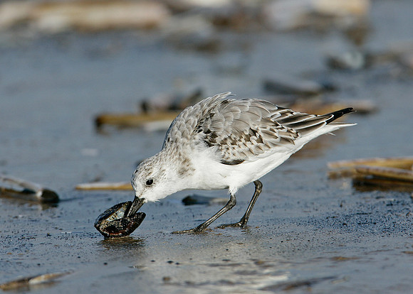 Sanderling Calidris alba