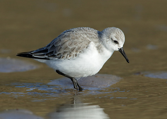 Sanderling Calidris alba
