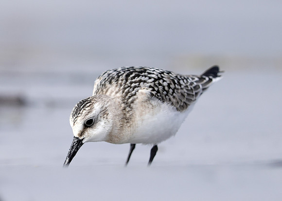 Sanderling Calidris alba