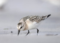 Sanderling Calidris alba