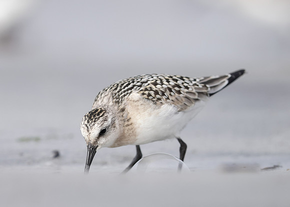 Sanderling Calidris alba