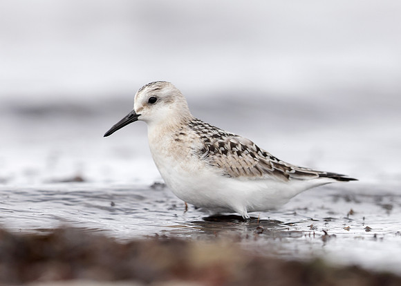 Sanderling Calidris alba