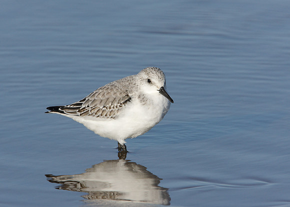 Sanderling Calidris alba