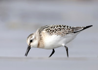 Sanderling Calidris alba