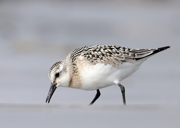 Sanderling Calidris alba