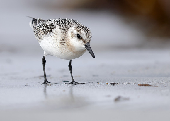 Sanderling Calidris alba