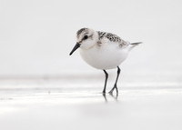 Sanderling Calidris alba