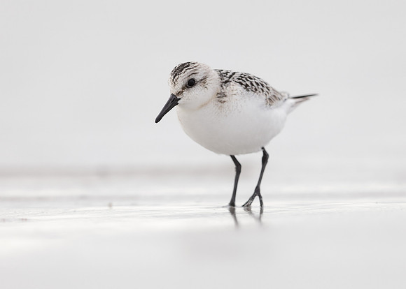 Sanderling Calidris alba
