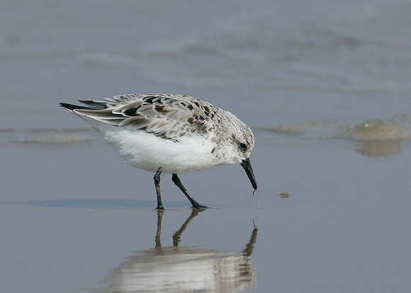 Sanderling Calidris alba