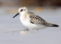 Sanderling Calidris alba