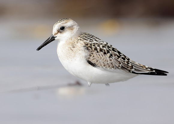 Sanderling Calidris alba