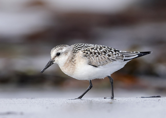 Sanderling Calidris alba