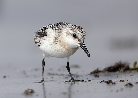 Sanderling Calidris alba