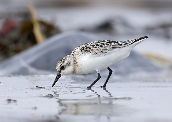 Sanderling Calidris alba