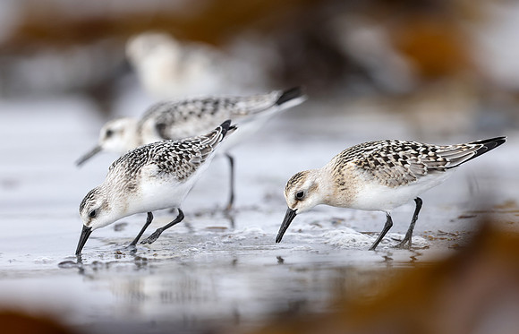 Sanderling Calidris alba