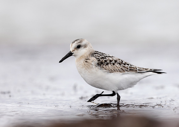 Sanderling Calidris alba