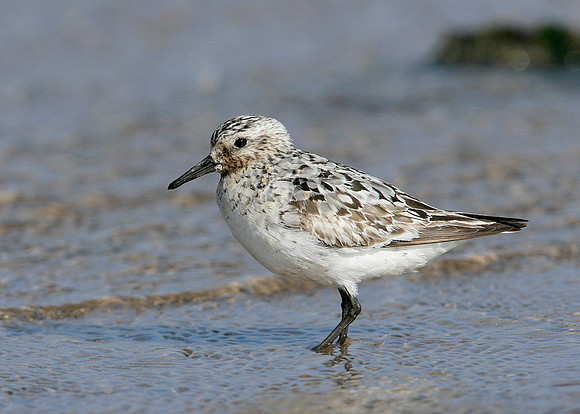 Sanderling Calidris alba