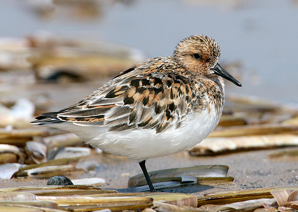 Sanderling Calidris alba