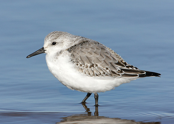 Sanderling Calidris alba