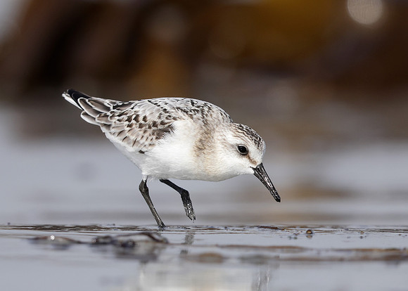 Sanderling Calidris alba