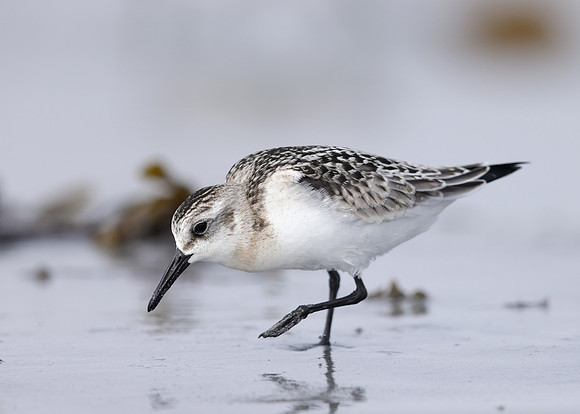 Sanderling Calidris alba