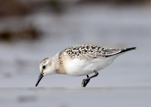 Sanderling Calidris alba