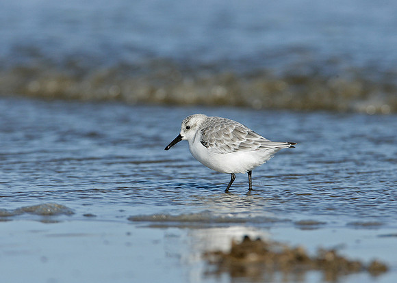 Sanderling Calidris alba