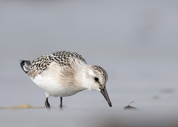 Sanderling Calidris alba