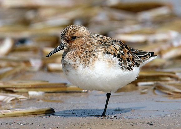 Sanderling Calidris alba