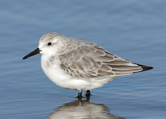 Sanderling Calidris alba