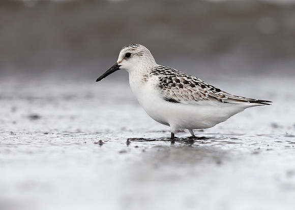 Sanderling Calidris alba