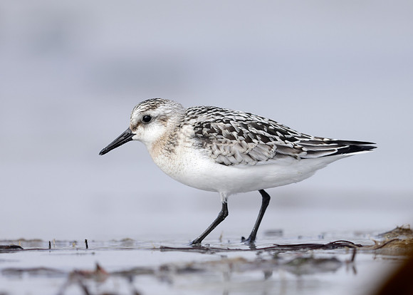 Sanderling Calidris alba