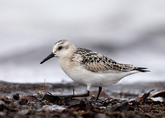 Sanderling Calidris alba