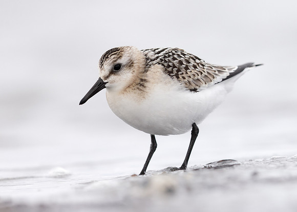 Sanderling Calidris alba
